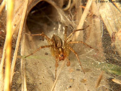 Funnel Weaver Spider Agelenopsis Sp North American Insects And Spiders