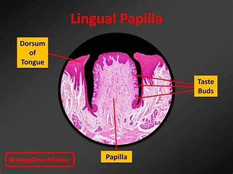 Last Weeks Mysteryanatomy Structure Was The Lingual Papilla