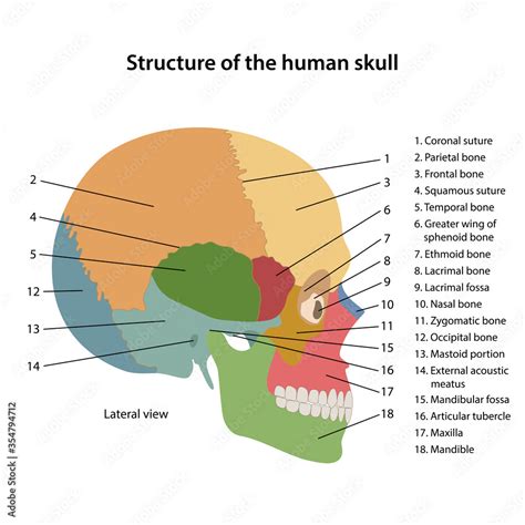 Structure Of The Human Skull With Main Parts Colored And Labeled