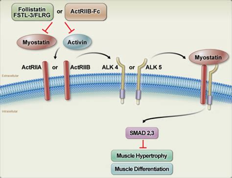 Inhibition Of Myostatin Mstn And Activin Signalling By The Soluble
