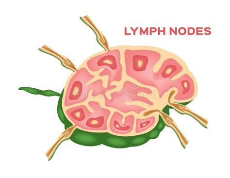 Lymph Node Lymphocyte Structure Stock Vector Illustration Of