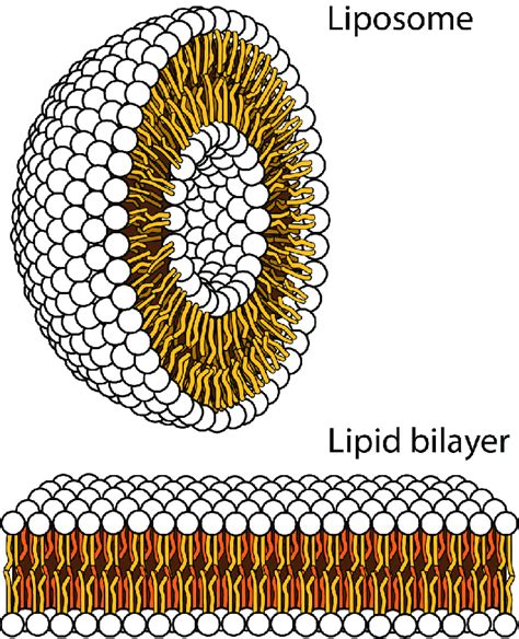 Liposome Structure To Help Visualise That Lipid Bilayers Form Spherical
