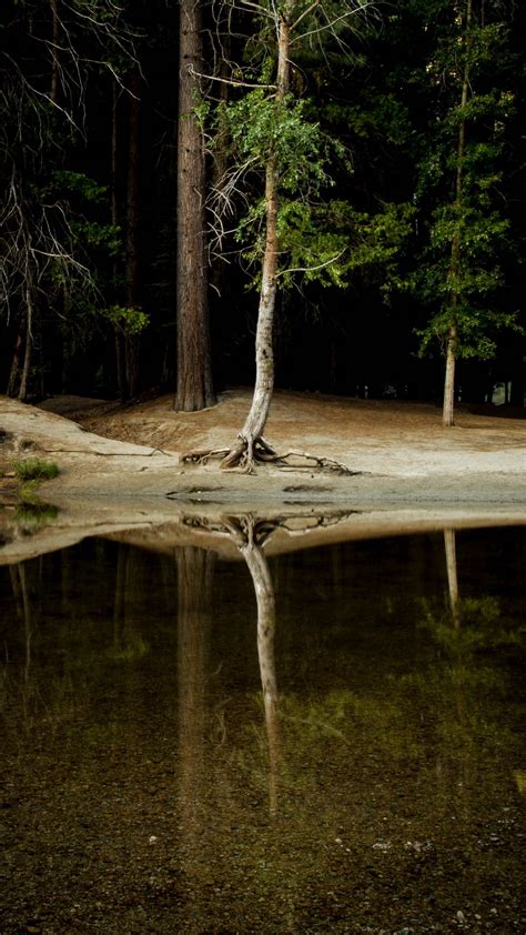 Download Wallpaper 938x1668 Tree Water Reflection Forest Lake