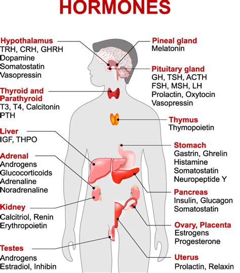Endocrine System And Hormones