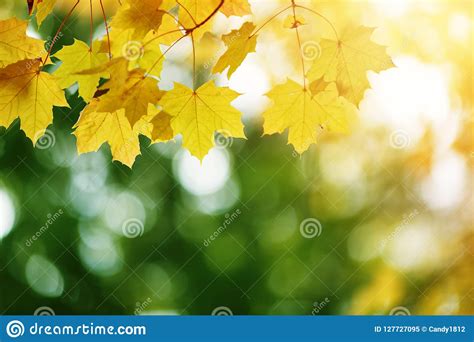 Yellow Maple Leaves In Autumn With Beautiful Sunlight Stock Image