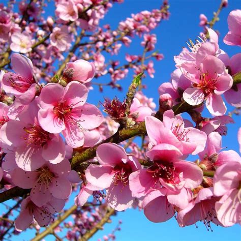 Browse 3,835 flowering peach tree stock photos and images available, or start a new search to explore more stock photos and images. Peach tree - planting, care and pruning the tree ...