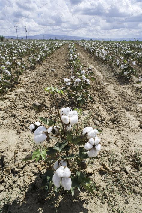 Cotton Plants Field Stock Photo Containing Cotton And Field Nature