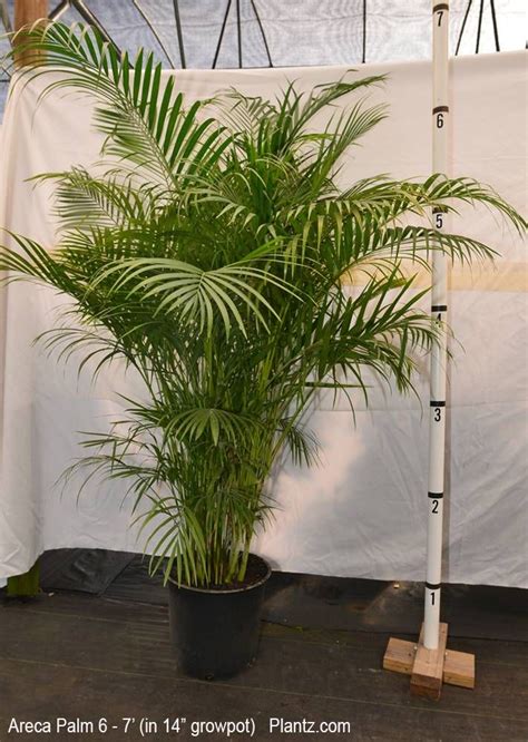 Areca Palm Full Sized Quality Plant Shipped To Your Doorplantz Backyard