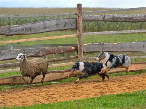 How To Stop Australian Shepherd From Herding Herding Dog Zone