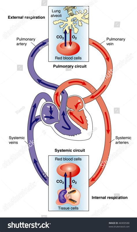 Explain Pulmonary And Systemic Circulation