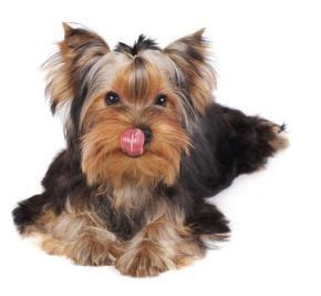 The liver is intended to cleanse the body by removing toxins and waste products and helps with indigestion. Best Dog Food For Yorkies - Home made foods Yorkie ...