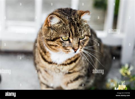 Fat Lazy Cat Stock Photo Alamy
