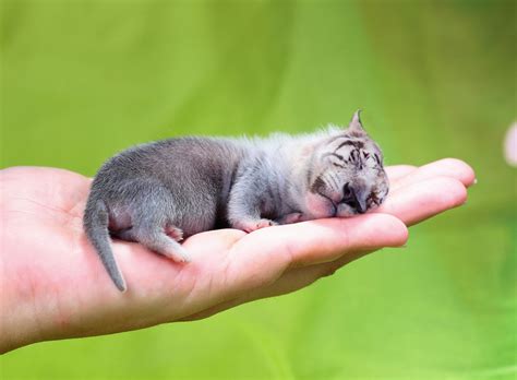 Top Des Animaux Hybrides De Sarah DeRemer Quand On A Plus Dimagination Que Dame Nature