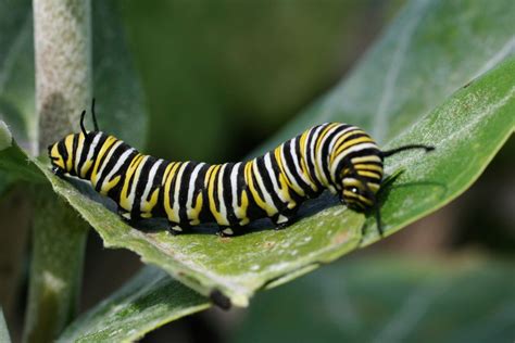 Apr 13, 2021 · plants that attract butterflies. 10 Fascinating Facts About Caterpillars