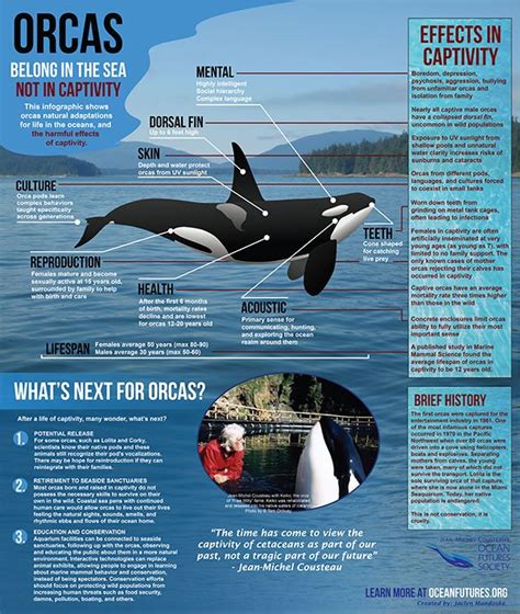 Orcas Belong In The Sea Not In Captivity Orca Shark Facts Ocean