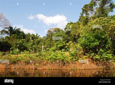 Amazon Rainforest Brazil Landscape Banque De Photographies Et Dimages