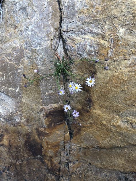 Flowers Growing Out Of A Crack In The Rock Nature Always Finds A Way