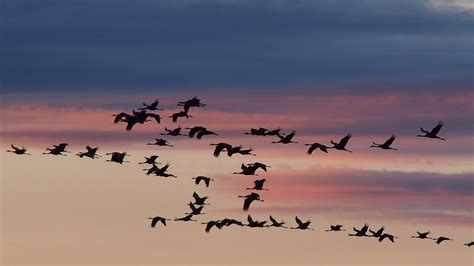 Branch Bird Sky Sunrise Sunset Morning Dawn Flock Dusk Birds Cranes