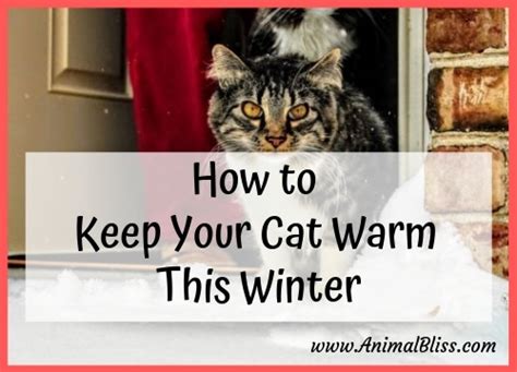 How To Keep Your Cat Warm This Winter
