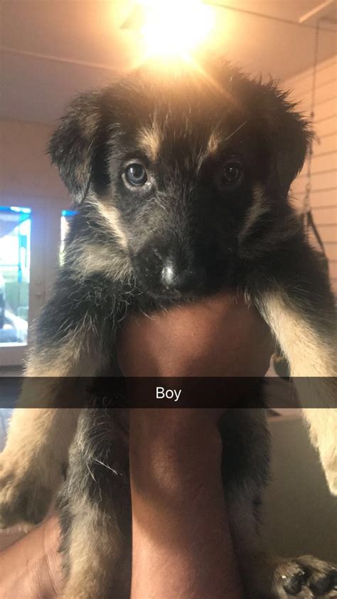 German shepherd dogs are fiercely loyal and protective guardians. German Shepherd Puppies For Sale | Winston-Salem, NC #285293