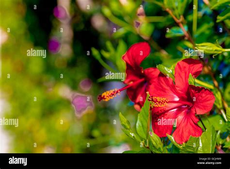 Details Of Red Hibiscus Flowers Stock Photo Alamy