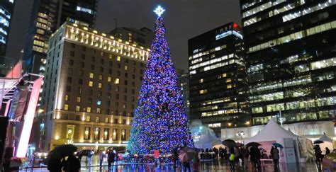 Taller Than Rockefeller Vancouvers Official Christmas Tree Is A