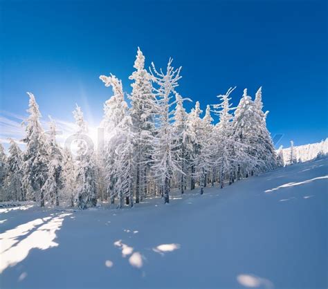 Sunny Winter Landscape In The Mountain Stock Image Colourbox