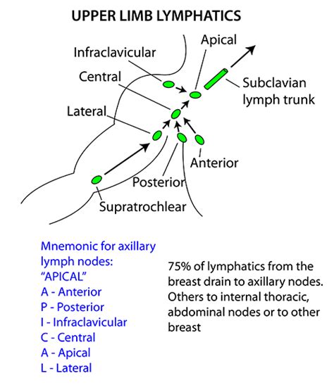 Axillary Groups Of Lymph Nodes Lymph Nodes Brachial S