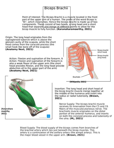 Bicep Brachii Muscle Insertion Origin And Action Biceps Brachii