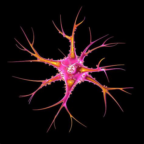 Nerve Cell Or Neuron Photograph By Alfred Pasieka Science Photo Library