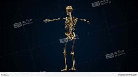 3d Animation Of Human Skeleton Gold Stock Video Footage 6519977