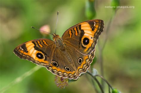 Common Buckeye Butterfly Nature And Wildlife Image Collection