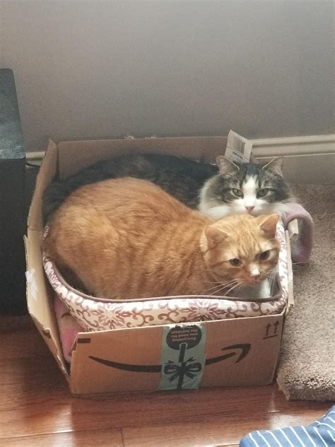 Cats In A Box Animal Cats Bad Cats Cute Cats