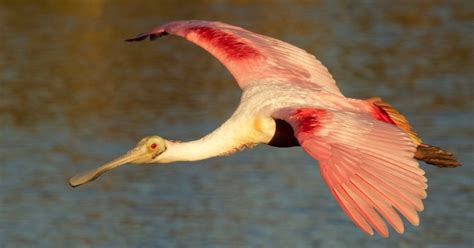 Audubon Everglades Photography Group