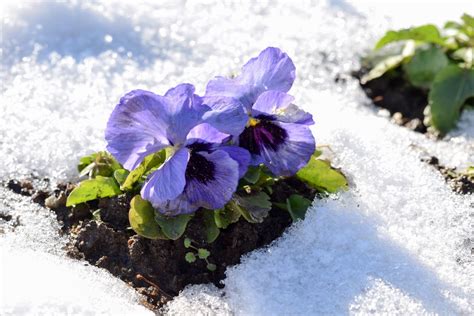 Can Pansies Survive Frost How To Prepare Your Pansies For Winter