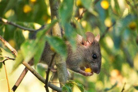What Do Rats Eat Wild Vs Pet Rat Diet And Healthy Foods