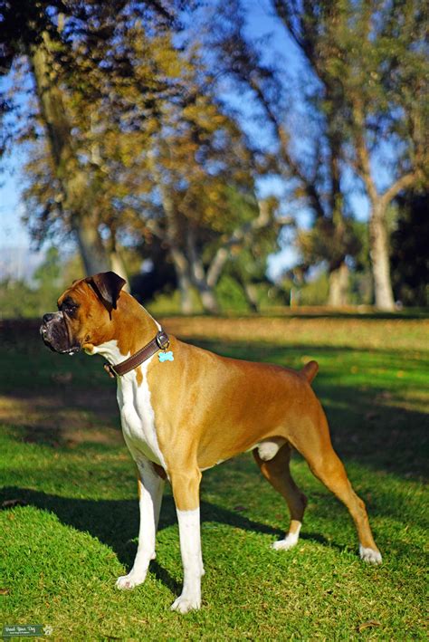 Akc Registered Pure Breed German Boxer With Pedigree Stud Dog In Los