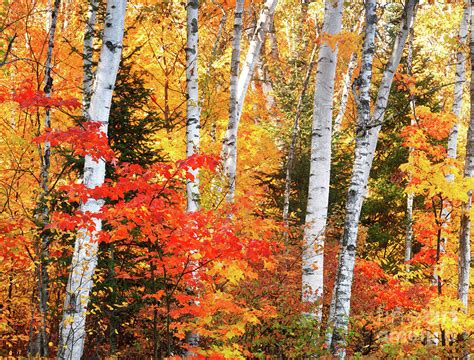 Beautiful Autumn Nature Scenery Of Yellow Birch Trees And Red Ma