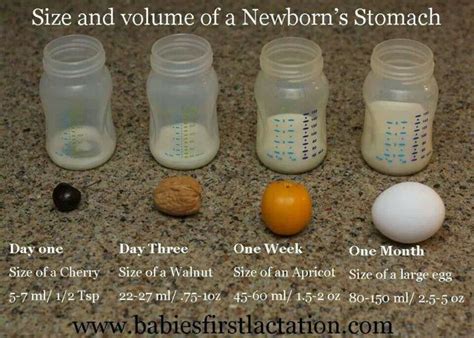 Maybe you would like to learn more about one of these? Size of a Newborn's stomach. Formula or bottle fed it is ...