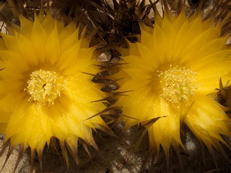 Golden Barrel Cactus In Bloom Tucson Arizona Raw File Pro Flickr
