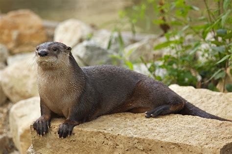 The River Otter | Interesting Sea Animal | The Wildlife