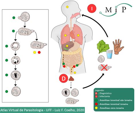 Atlas Virtual De Parasitologia