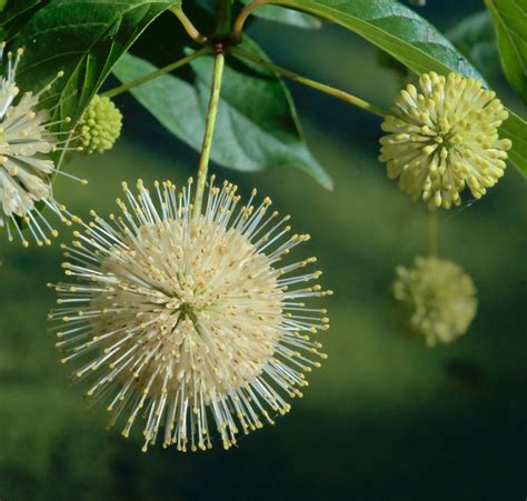 Buttonbush Cephalanthus Occidentalis Winooski Natural Resources