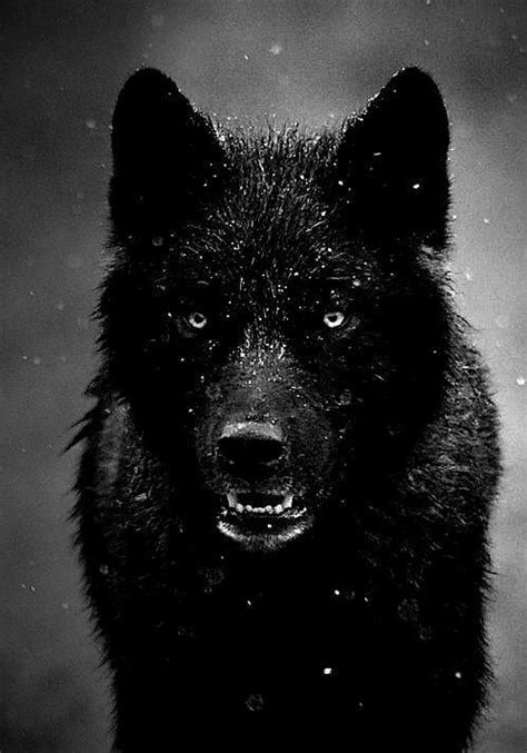 Follow me, and i follow you ! Cool Wolf Wallpapers for Android - APK Download