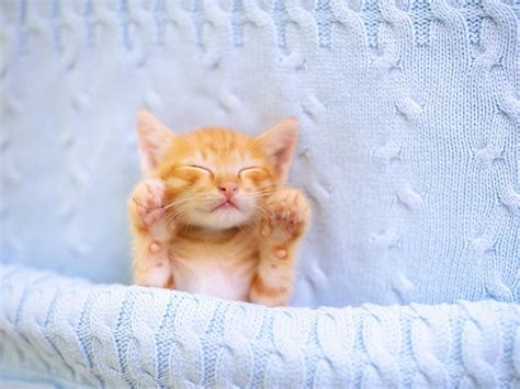 88 Super Cute And Cuddly Kitten Pictures Art And Home