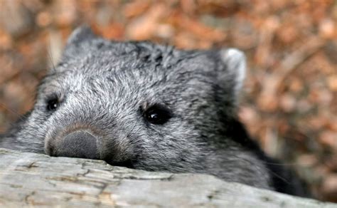 Hi and welcome to rocklily wombats. Endlich geklärt! Darum scheiden Wombats ihren Kot in ...