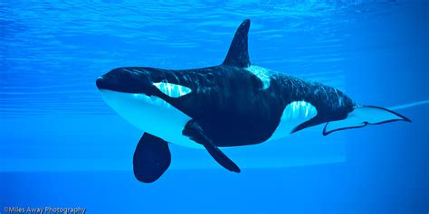 Want to discover art related to blue_whale? Marineland - Ike the Killer Whale-9 | This is Ikaika ...