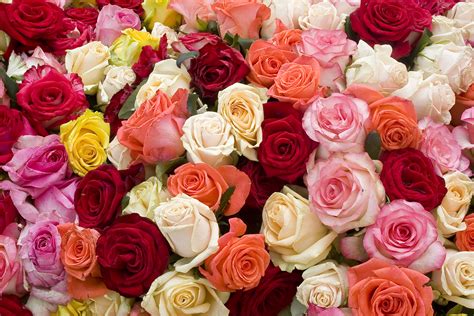 Periodi migliori, tipologie di taglio, utensili e manutenzione degli attrezzi sono argomenti che tutti gli appassionati di rose amano affrontare o. 5 consigli veloci su come curare le rose | Fito