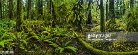 The Lush Rainforest Of Cathedral Grove Macmillan Provincial Park