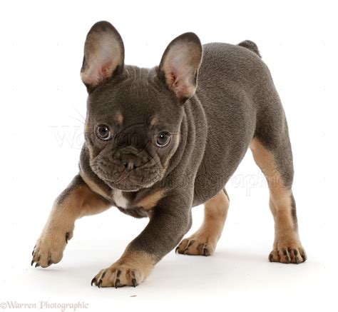 Welcome to blue ribbon french bulldogs! Blue-and-tan French Bulldog puppy photo WP46816